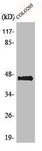 Western Blot analysis of K562 cells using AVP Receptor V3 Polyclonal Antibody