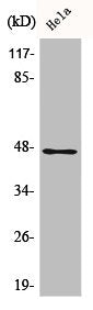 Western Blot analysis of HeLa cells using AW-1 Polyclonal Antibody