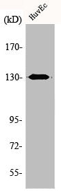 Western Blot analysis of HuvEc cells using AZI1 Polyclonal Antibody