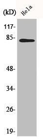 Western Blot analysis of 293 cells using BACH1 Polyclonal Antibody