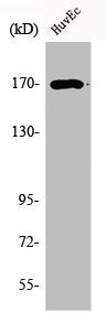 Western Blot analysis of COLO205 cells using BAF170 Polyclonal Antibody