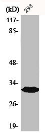 Western Blot analysis of 293 cells using BAM32 Polyclonal Antibody