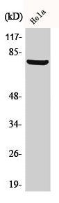 Western Blot analysis of HeLa cells using BARD1 Polyclonal Antibody