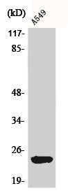 Western Blot analysis of A549 cells using BART1 Polyclonal Antibody