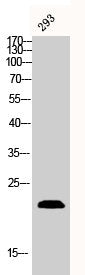 Western Blot analysis of 293 cells using Bax Polyclonal Antibody