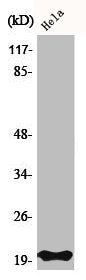 Western Blot analysis of HeLa cells using Bax Polyclonal Antibody