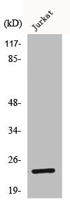 Western Blot analysis of Jurkat cells using BCA3 Polyclonal Antibody