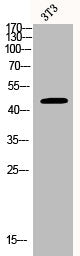 Western Blot analysis of 3T3 cells using BCKDK Polyclonal Antibody