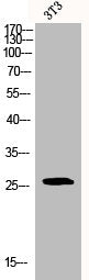 Western Blot analysis of 3T3 cells using Bcl-2 Polyclonal Antibody