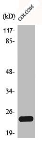 Western Blot analysis of COLO205 cells using Bcl-w Polyclonal Antibody