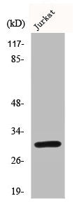 Western Blot analysis of Jurkat cells using Bcl-x Polyclonal Antibody