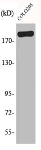 Western Blot analysis of COLO205 cells using BCoR Polyclonal Antibody