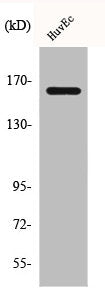 Western Blot analysis of HuvEc cells using Bcr Polyclonal Antibody