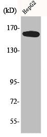 Western Blot analysis of HepG2 cells using Bcr Polyclonal Antibody