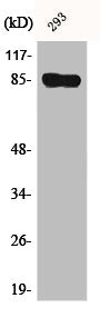 Western Blot analysis of 293 cells using BCSC-1 Polyclonal Antibody