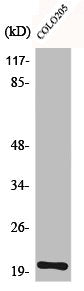 Western Blot analysis of Jurkat cells using BET3 Polyclonal Antibody