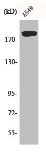 Western Blot analysis of A549 cells using BIG2 Polyclonal Antibody
