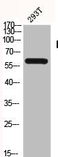 Western Blot analysis of 293T cells using Blk Polyclonal Antibody