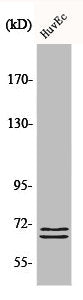 Western Blot analysis of 293 cells using BLNK Polyclonal Antibody