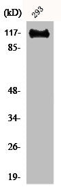 Western Blot analysis of 293 cells using BM28 Polyclonal Antibody