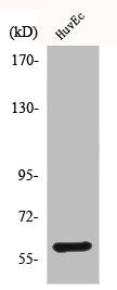 Western Blot analysis of HuvEc cells using BMP-2 Polyclonal Antibody