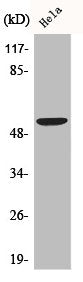 Western Blot analysis of Jurkat cells using BMP-3 Polyclonal Antibody