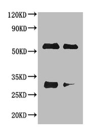 Western blot All lanes : Horse IgG antibody at 2ug/ml Lane 1 : Horse IgG protein 70ng Lane 2 : Horse IgG protein 50ng Secondary Goat polyclonal to Rabbit IgG at 1/50000 dilution