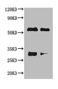 Western blot All lanes : Horse IgG antibody at 2ug/ml Lane 1 : Horse IgG protein 70ng Lane 2 : Horse IgG protein 50ng Secondary Goat polyclonal to Rabbit IgG at 1/50000 dilution