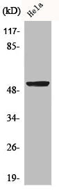 Western Blot analysis of HepG2 cells using BMP-3A Polyclonal Antibody