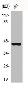 Western Blot analysis of A549 cells using BMP-8B Polyclonal Antibody