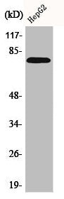 Western Blot analysis of HepG2 cells using Bmx Polyclonal Antibody