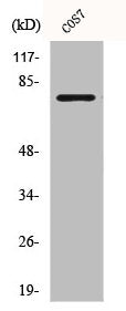 Western Blot analysis of COS7 cells using Bmx Polyclonal Antibody