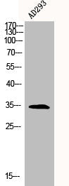 Western Blot analysis of AD293 cells using BRAF35 Polyclonal Antibody