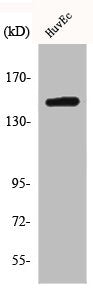 Western Blot analysis of HepG2 cells using BRCAA1 Polyclonal Antibody