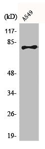 Western Blot analysis of A549 cells using BRD3 Polyclonal Antibody