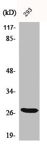 Western Blot analysis of 293 cells using BRMS-1 Polyclonal Antibody