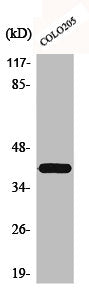 Western Blot analysis of COLO205 cells using Brp16 Polyclonal Antibody