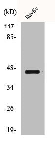 Western Blot analysis of HuvEc cells using BRS-3 Polyclonal Antibody