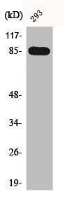Western Blot analysis of 293 cells using BRSK1 Polyclonal Antibody