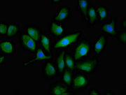 Immunofluorescent analysis of A549 cells using CSB-PA001062LA01HU at dilution of 1:100 and Alexa Fluor 488-congugated AffiniPure Goat Anti-Rabbit IgG(H+L)