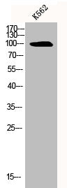 Western Blot analysis of K562 cells using BTR1 Polyclonal Antibody
