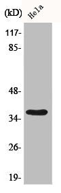 Western Blot analysis of 293 cells using Bub3 Polyclonal Antibody
