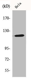 Western Blot analysis of HeLa cells using BubR1 Polyclonal Antibody