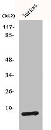 Western Blot analysis of Jurkat cells using BUD31 Polyclonal Antibody