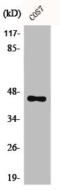 Western Blot analysis of COS7 cells using C/EBP α Polyclonal Antibody