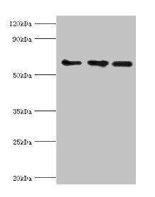 Western blot All lanes: ABCE1 antibody at 4ug/ml Lane 1: 293T whole cell lysate Lane 2: Hela whole cell lysate Lane 3: k562 whole cell lysate Secondary Goat polyclonal to rabbit IgG at 1/10000 dilution Predicted band size: 67 kDa Observed band siz...