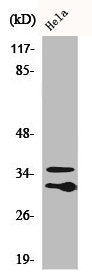 Western Blot analysis of HuvEc cells using C1qL2 Polyclonal Antibody
