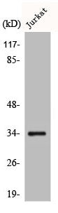 Western Blot analysis of 293 cells using CA XIV Polyclonal Antibody