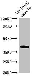Western Blot Positive WB detected in: Mouse skeletal muscle tissue All lanes: ABO antibody at 3.5µg/ml Secondary Goat polyclonal to rabbit IgG at 1/50000 dilution Predicted band size: 41 kDa Observed band size: 41 kDa