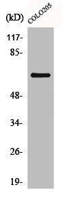 Western Blot analysis of COLO205 cells using CABC1 Polyclonal Antibody